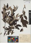 Foto von Salix lapponum L.
